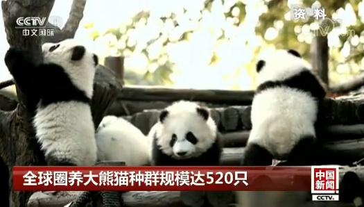 ȫ��Ȧ�B(y��ng)����؈�NȺҎ(gu��)ģ�_(d��)520ֻ