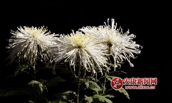 10京`ŵľջ鿶bȻһʒɪͼζɢl(f).jpg