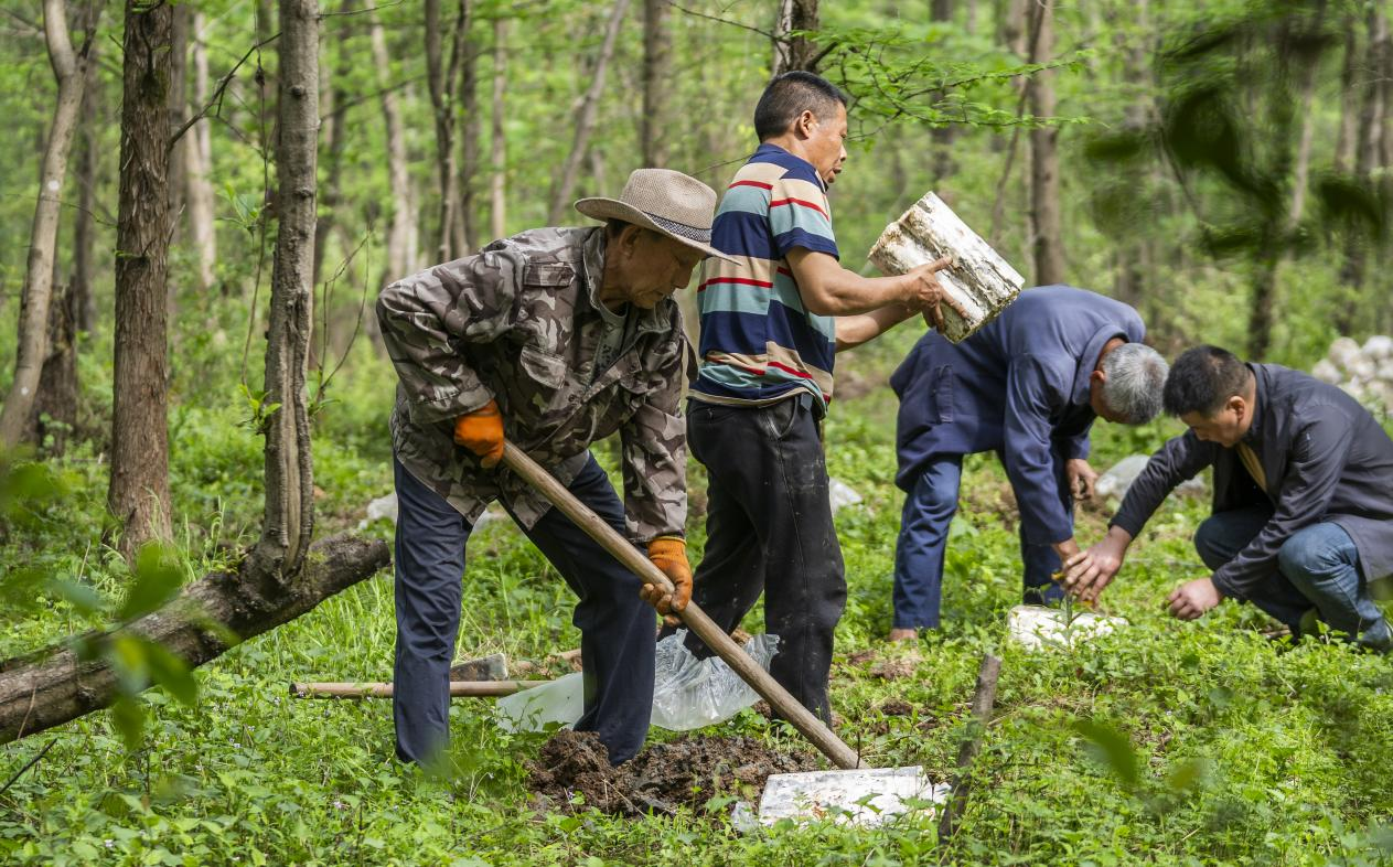 2025年4月16日，江西新余，仙女湖區(qū)河下鎮(zhèn)花園村林場，人們正在搬運、栽植靈芝菌棒。